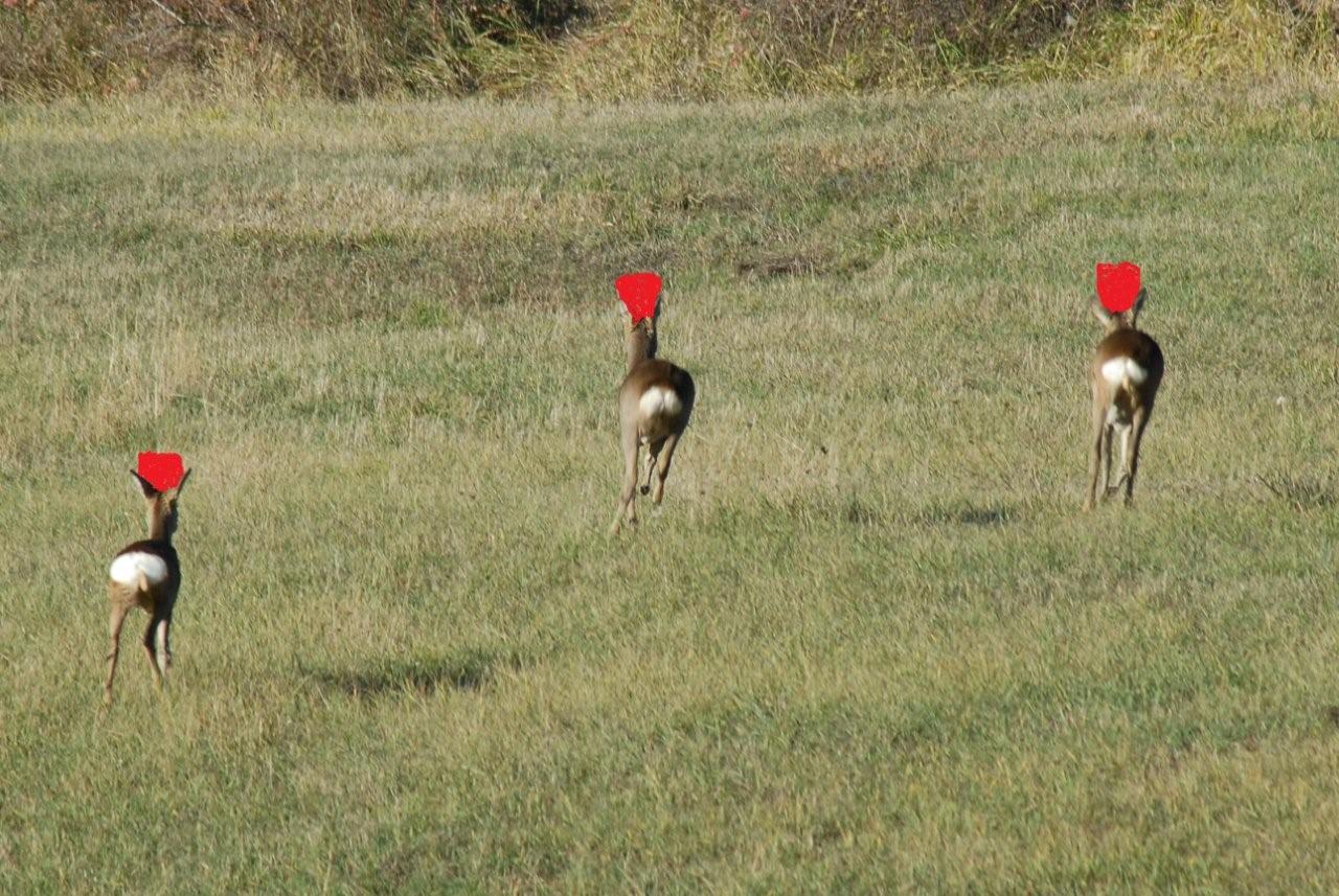 QUIZ:  INDOVINA L''UNGULATO!!! (per i non 